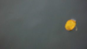 Benjamin Britten Segments (2005)